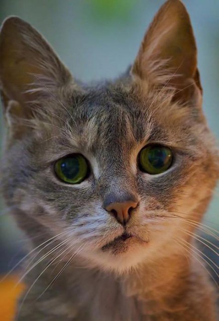 котэ
