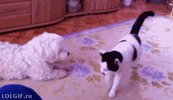 _yapfiles.ru
