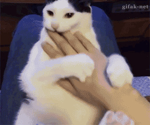котейко