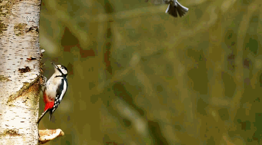 1388478766_1387236311_gifs_18