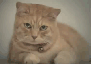 кот
