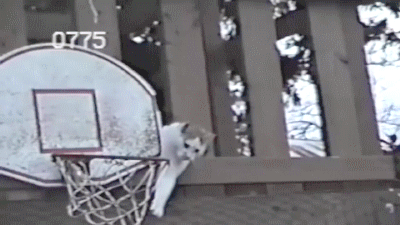 cat_basket