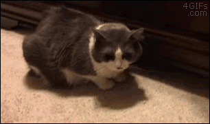 cat_lapa