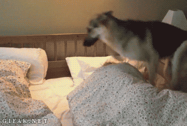 dog_budilnik