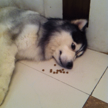 dog1