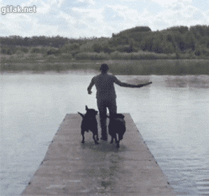 dogs