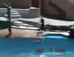 dolfin-bird