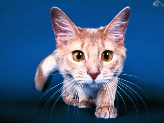 animals_278
