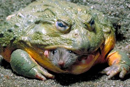 jaba
