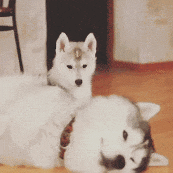 whitedog