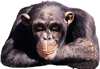 monkey