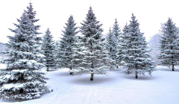 109477127_winterforest_1