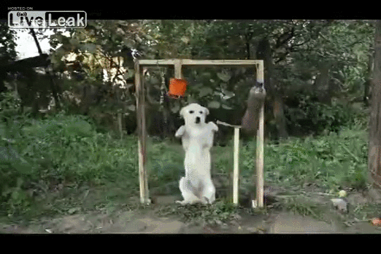 daily_gifdump_878_22