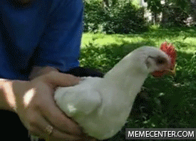 курица