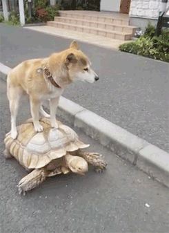 Собакен и черепаха