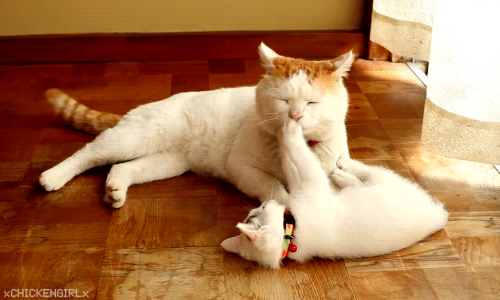 Котейка 1