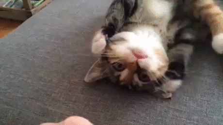 котенок