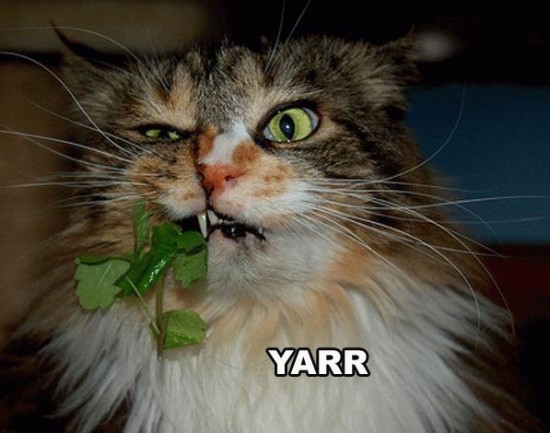 yarr_pirate_cat