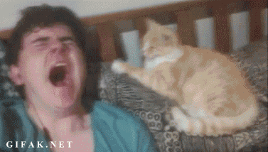 funny-cat-gifs-040-004