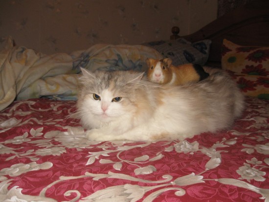 Новое изображение13