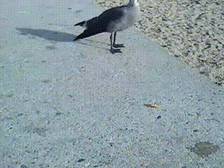 -чайка-наглость-вор-2214210