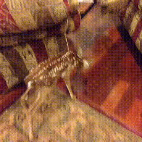 кат