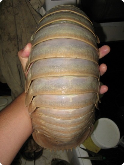 isopod-08
