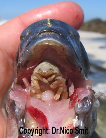 tounguereplacingisopod