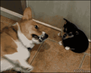 dog-puppy-playing-fun