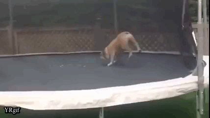 батут