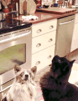 tumblr_nugt7jkWjz1tyncywo1_250