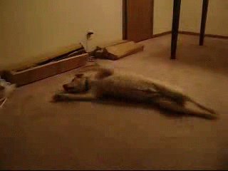 neuklujie-jivotnye-17