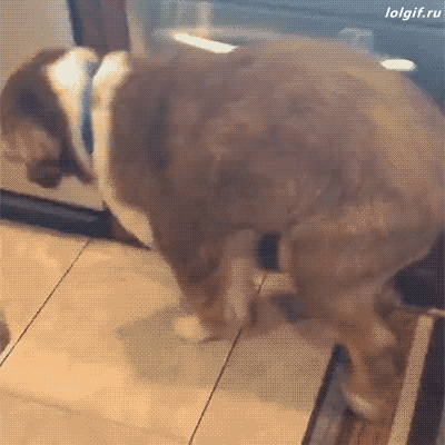 _Dog Dance