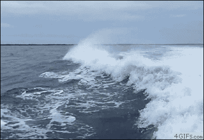 _dolfins