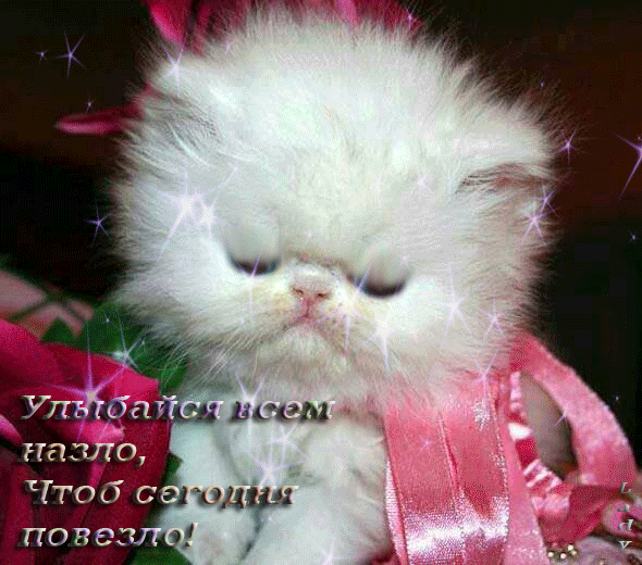 ib36wed211a