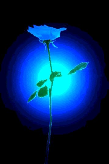 flower00097qh1_zps7mhp3du5[1]