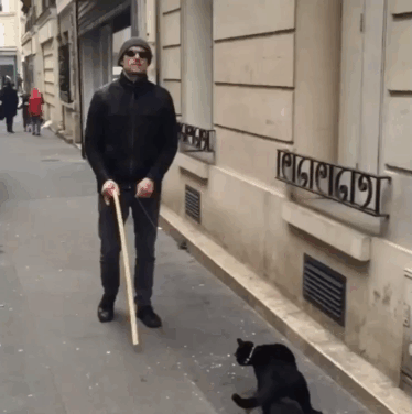 I train cats to be guide animals - Imgur