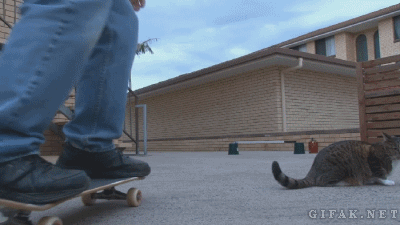 _cat_skateboard