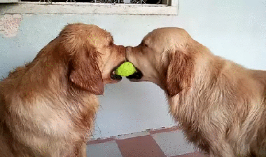 https__vk_com_gif_fak (3)