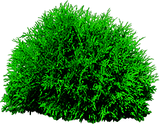 bush_or_tree_png_by_dbszabo1-d4ftegt