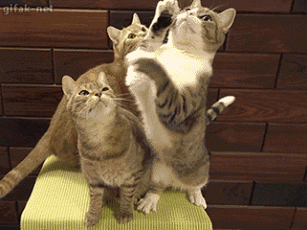 Don't touch me! - Imgur