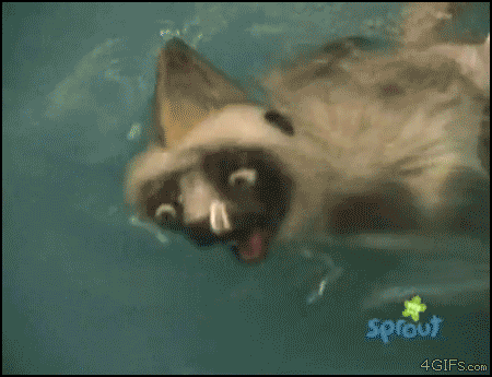 gifs_22