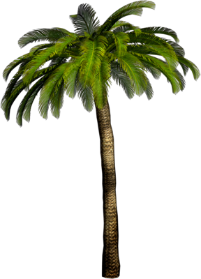 palm_tree_PNG2484[1]