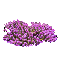 coral_acropora_tenuis_s1_kopiya