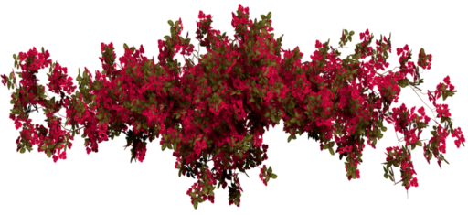 apbougainvillea_01a