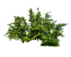 png_bush_1_by_moonglowlillyd5tk4qh