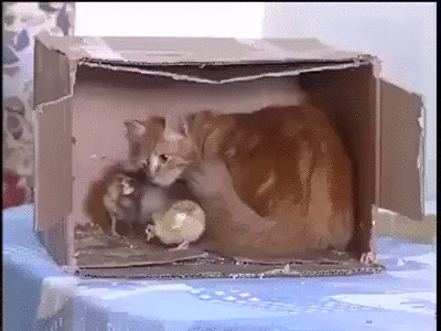 и циплята