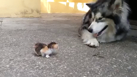 и котенок