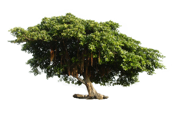 tree_png_by_ryeddh20d77luow