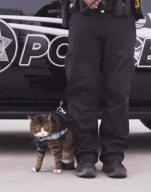 _cat_police